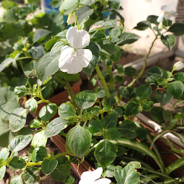 Foto de perfil de Gabriela Gutierrez